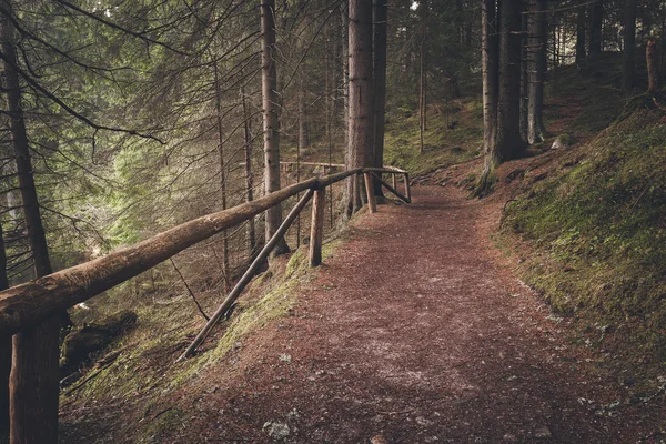 Forest path at summer morning — Stock Photo, Image