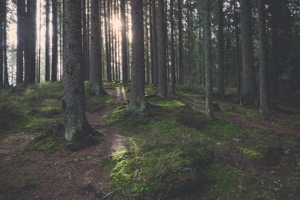 Gammal skog på solig dag — Stockfoto