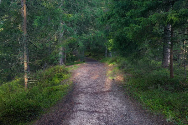 绿色森林路径 — 图库照片