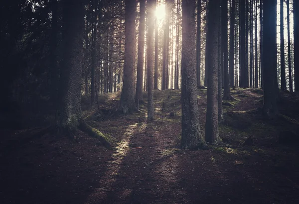 Bosque místico oscuro en la mañana soleada —  Fotos de Stock