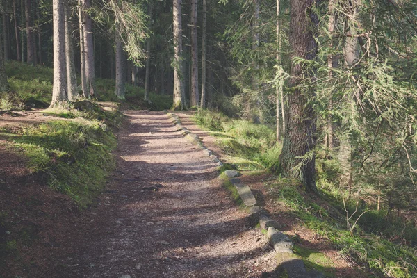 Yeşil orman yolu yaz sabahı — Stok fotoğraf