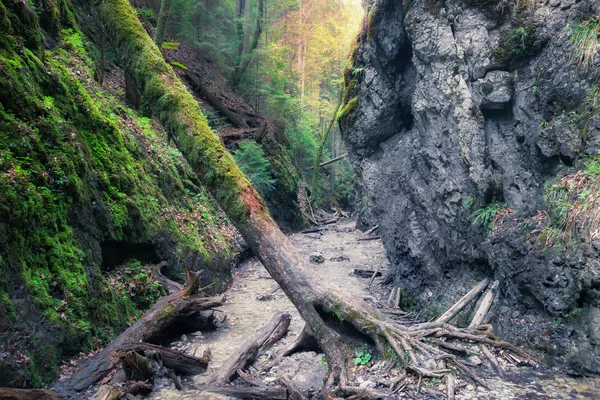 Pad door rotsachtige canyon — Stockfoto