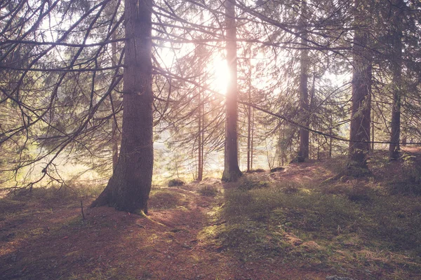 Vintage stil foto av skog på solig morgon — Stockfoto