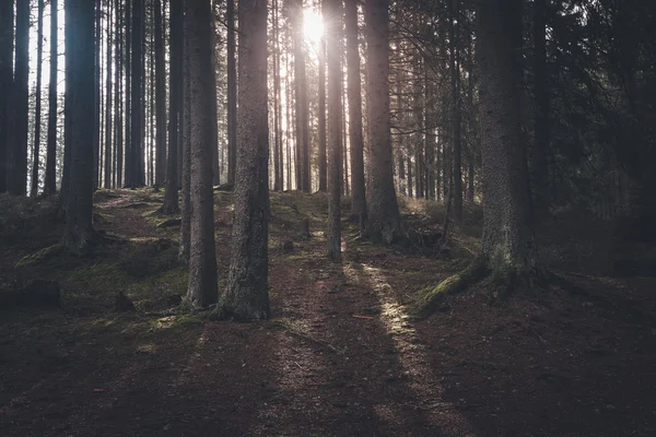 Mörka mystiska skogen på solig morgon — Stockfoto