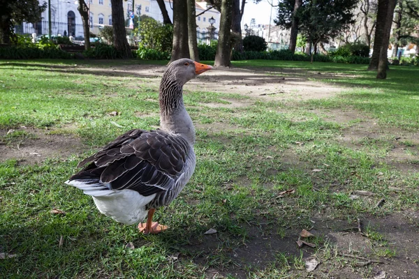 Grey goose at the city park — Stock Photo, Image