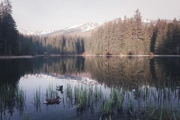 Lago di montagna al mattino di sole — Foto Stock