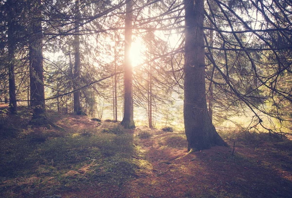 Vintage stil foto av skog på solig morgon — Stockfoto