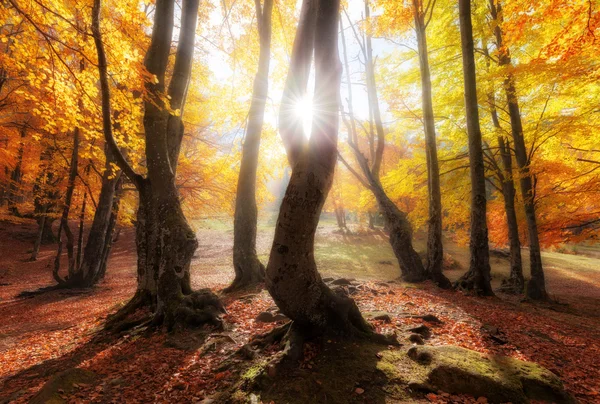 秋天的颜色树林，在阳光灿烂的日子 — 图库照片