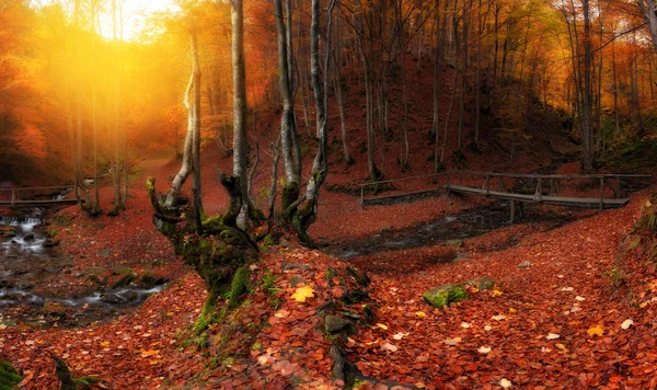 Creek στο φθινόπωρο δάσος — Φωτογραφία Αρχείου