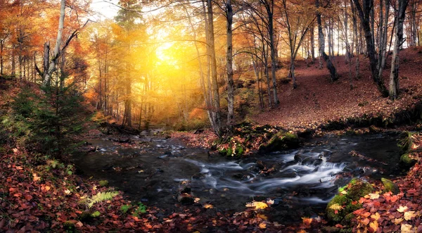 Creek na podzimní barvy lesa — Stock fotografie