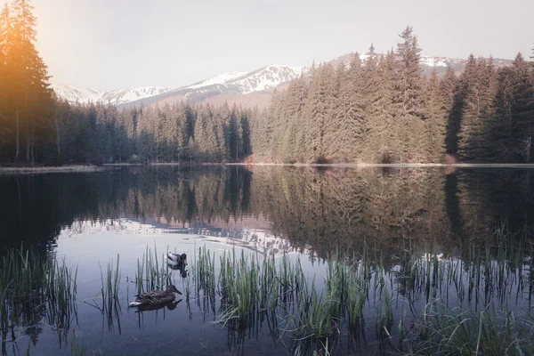 Lago di montagna al mattino di sole — Foto Stock