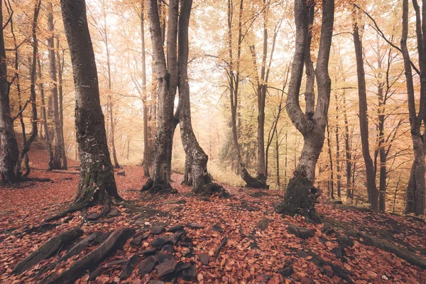 Fall colors old foggy woodland — Stock Photo, Image