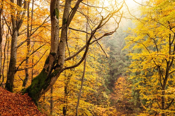 Fall colors woodland — Stock Photo, Image