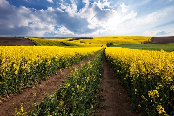 Panorama di bellissimo paesaggio campo giallo — Foto Stock