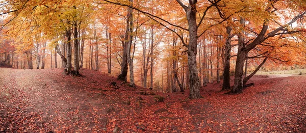 Panorama of fall colors old woodland — Stock Photo, Image