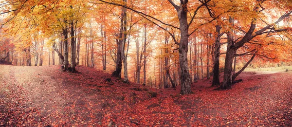 Panorama z upadku kolory stare lasy — Zdjęcie stockowe