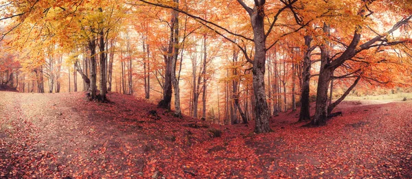 Panorama of fall colors old woodland — Stock Photo, Image