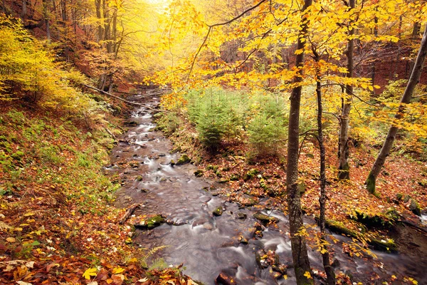 Rivier in herfst kleuren bos — Stockfoto