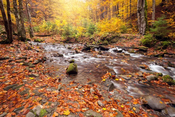 Řeka v podzimním lese barvy — Stock fotografie
