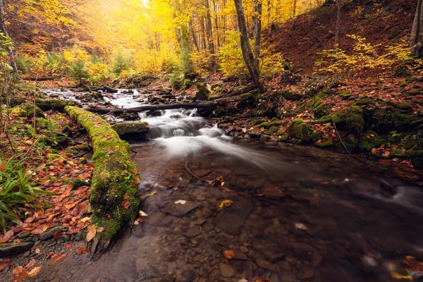 Fiume in autunno colori foresta — Foto Stock