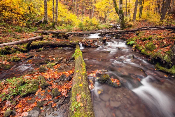 Fluss in herbstlichen Farben Wald — Stockfoto