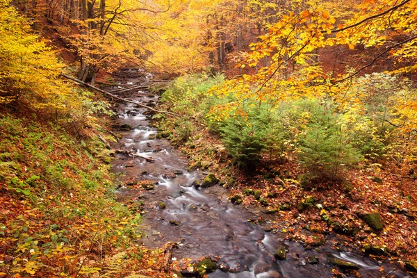 Fluss in herbstlichen Farben Wald — Stockfoto