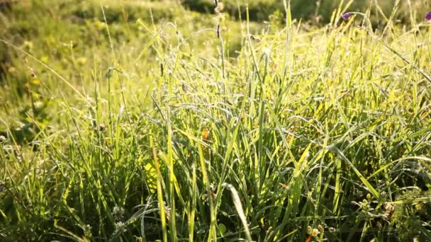 Grönt gräs äng — Stockvideo