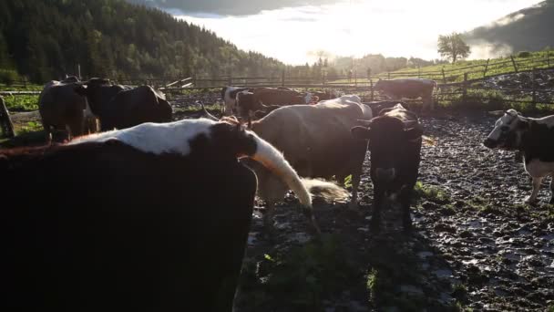 Коровы на ферме — стоковое видео