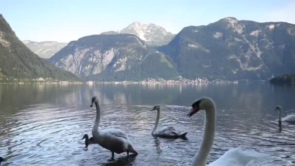 Лебеди у горного озера — стоковое видео