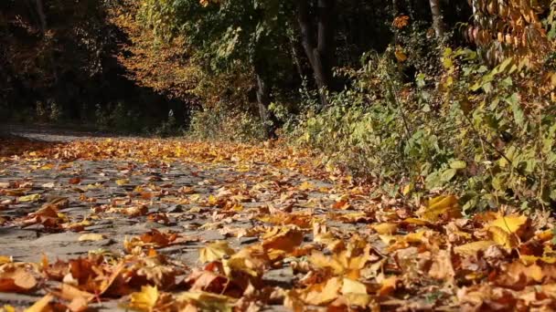 Blad faller i höst stadsparken — Stockvideo