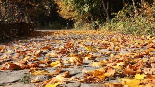 Frunzele cad în parcul orașului de toamnă. Toamna fundal — Videoclip de stoc