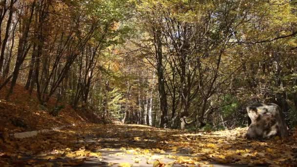 Couleurs d'automne ruelle parc de la ville — Video