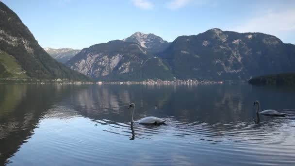 Cisnes en el lago — Vídeo de stock