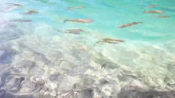 Peces en el mar tropical — Vídeos de Stock