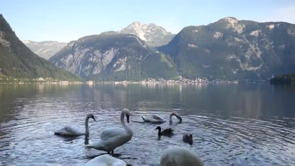 Cisnes no lago — Vídeo de Stock