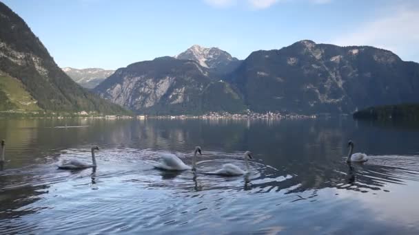 Лебеді біля озера — стокове відео