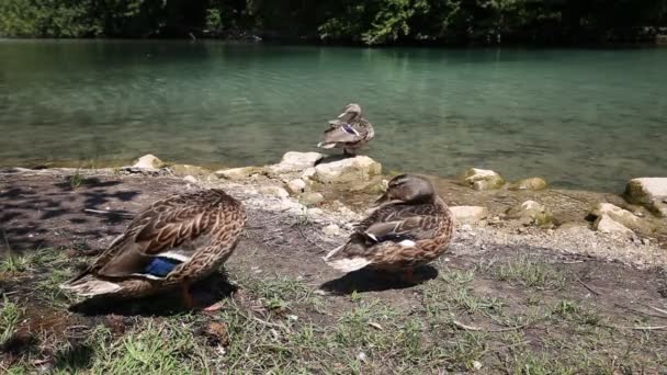 Patos cerca del lago — Vídeos de Stock