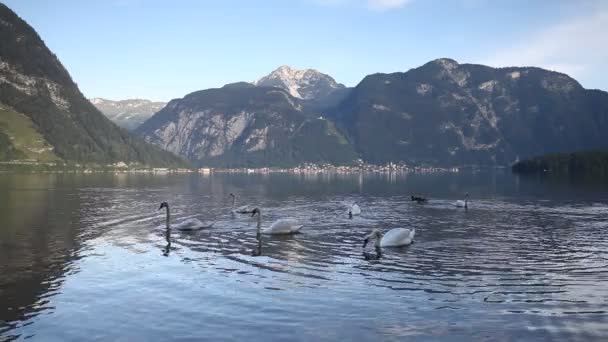 Cigni al lago — Video Stock