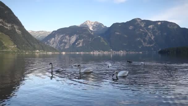 Cisnes en el lago — Vídeo de stock