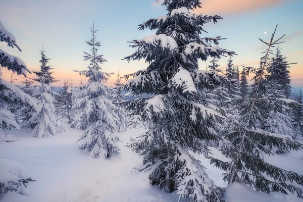 Karlı ağaçların kış dağ tepeleri — Stok fotoğraf