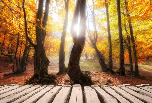 Wooden footpath at autumn colors forest — Stock Photo, Image