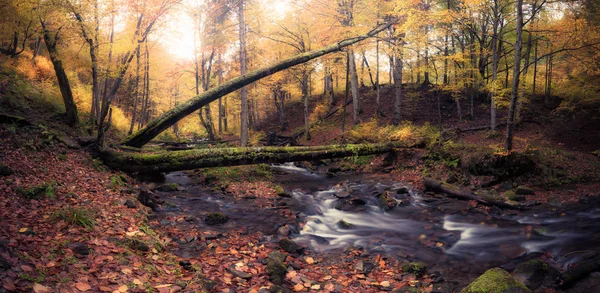 Panoráma folyó őszi színek erdő — Stock Fotó