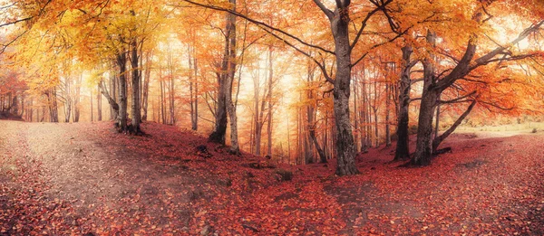 Panorama de otoño colores viejo bosque — Foto de Stock