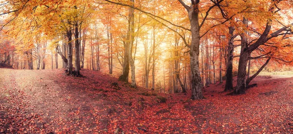 Panorama des couleurs d'automne vieux bois — Photo