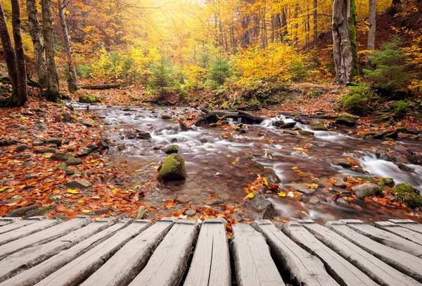 Sentiero e fiume in autunno colori foresta — Foto Stock