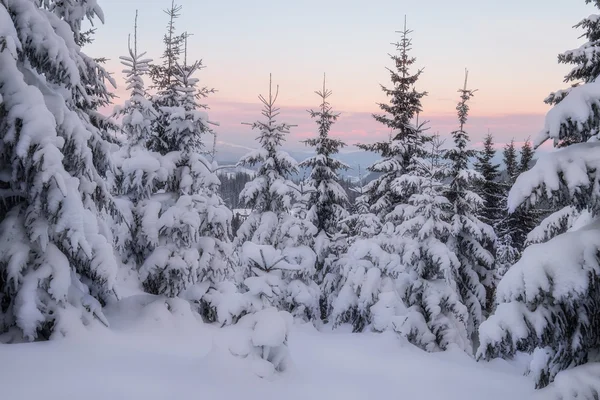 Besneeuwde bomen op de heuvels van de berg winter — Stockfoto