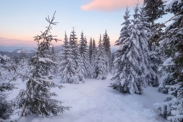 Ośnieżone drzewa w zimie górskich wzgórzach — Zdjęcie stockowe