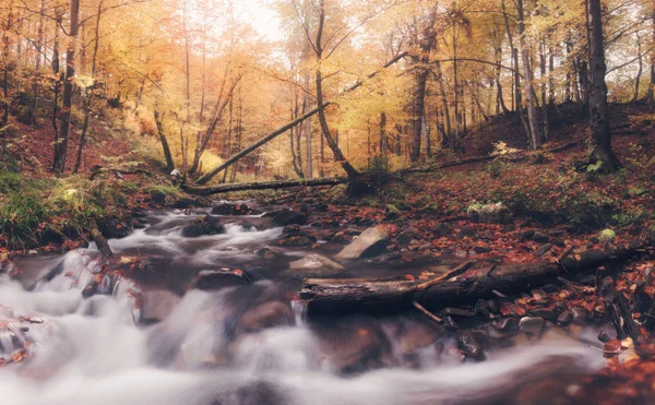 Panorama de la rivière en automne couleurs forêt — Photo