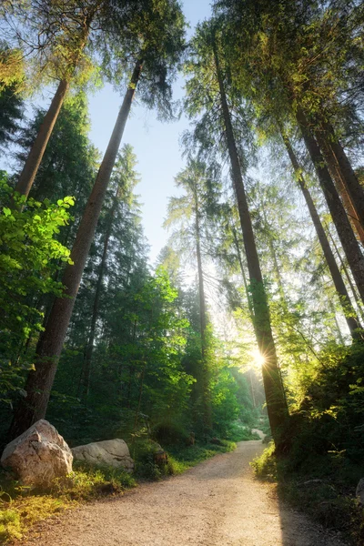 Green summer forest — Stock Photo, Image