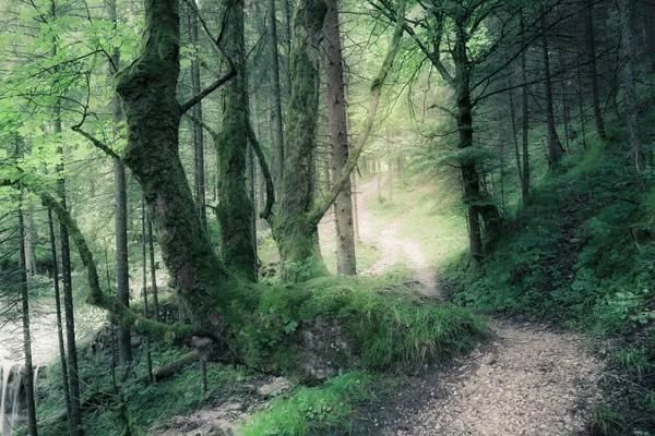 Gröna sommaren mörk skog — Stockfoto